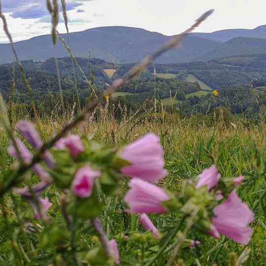 Okoli - lucni kviti na jare