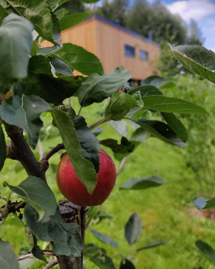 Jablone přímo před domem